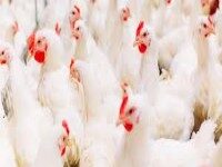 ਜ਼ਿਲ੍ਹਾ ਮੈਜਿਸਟਰੇਟ ਵੱਲੋਂ ਪੋਲਟਰੀ ਫਾਰਮਾਂ, ਰਾਈਸ ਸ਼ੈਲਰਾਂ, ਭੱਠਿਆਂ, ਸਮਾਲ ਸਕੇਲ ਇੰਡਸਟਰੀਜ਼ ਅਤੇ ਮਕਾਨ ਮਾਲਕਾਂ ਨੂੰ ਦਿਸ਼ਾ ਨਿਰਦੇਸ਼ ਜਾਰੀ