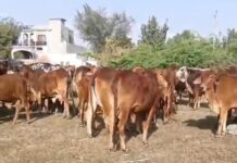 ਫਰੀਦਕੋਟ ਝੋਟੀਵਾਲਾ ‘ਚ ਕਿਸਾਨ ਵੱਲੋਂ ਫਾਇਰਿੰਗ ਕਰਣ ਵਾਲਾ ਕਾਬੂ, ਪਿਸਟਲ ਬਰਾਮਦ