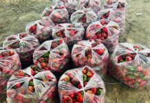 ਪੀ.ਏ.ਯੂ. ਮਾਹਿਰਾਂ ਵੱਲੋਂ ਮਾਨਸਾ ਦੇ ਸਬਜ਼ੀ ਕਾਸ਼ਤਕਾਰਾਂ ਦੇ ਖੇਤਾਂ ਦਾ ਦੌਰਾ