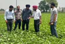 ਜ਼ਿਲ੍ਹਾ ਮੋਗਾ ਵਿੱਚ 4300 ਹੈਕਟੇਅਰ ਰਕਬੇ ਵਿੱਚ ਬੀਜੀ ਕਿਸਾਨਾਂ ਨੇ ਮੂੰਗੀ-ਮੁੱਖ ਖੇਤੀਬਾੜੀ ਅਫ਼ਸਰ