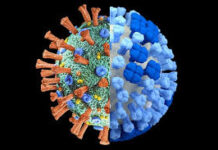 ਭਾਰਤ ਵਿੱਚ COVID-19 ਦੇ ਮਾਮਲਿਆਂ ਵਿੱਚ ਫਿਰ ਵਾਧਾ, ਸਰਗਰਮ ਕੇਸ 3000 ਤੋਂ ਪਾਰ, 4 ਮੌਤਾਂ ਦਰਜ