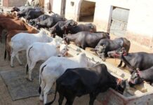 ਮੋਬਾਇਲ ਵੈਟਰਨਰੀ ਯੂਨਿਟਾਂ ਰਾਹੀਂ ਪਸ਼ੂਆਂ ਦਾ ਇਲਾਜ, ਪਸ਼ੂ ਪਾਲਕਾਂ ਨੂੰ ਵਿਸ਼ੇਸ਼ ਸਹਾਇਤਾ