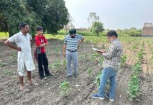 ਨਰਮੇਂ ਦੀ ਫ਼ਸਲ ਤੇ ਕੀੜਿਆਂ ਦੀ ਰੋਕਥਾਮ ਲਈ ਕਿਸਾਨ ਵੀਰ ਧਿਆਨ ਦੇਣ- ਮੁੱਖ ਖੇਤੀਬਾੜੀ ਅਫ਼ਸਰ