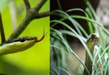 “ਸੱਪਾਂ ਦੇ ਪਸੰਦੀਦਾ 7 ਪੌਦੇ: ਜਾਣੋ ਕਿਹੜੇ ਰੁੱਖ-ਬੂਟੇ ਤੁਹਾਡੇ ਘਰ ਨੂੰ ਬਣਾ ਸਕਦੇ ਨੇ ਖ਼ਤਰਨਾਕ!”