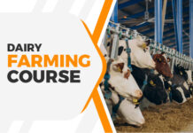 2 ਹਫ਼ਤੇ ਡੇਅਰੀ ਸਿਖਲਾਈ ਕੋਰਸ 21 ਤੋਂ ਸ਼ੁਰੂ