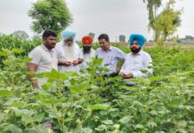 ਨਰਮੇ ਦੀ ਕਾਸ਼ਤ ਕਰਨ ਵਾਲੇ ਕਿਸਾਨ ਖੇਤਾਂ ਦਾ ਲਗਾਤਾਰ ਸਰਵੇਖਣ ਕਰਦੇ ਰਹਿਣ- ਡਾ. ਕੁਲਵੰਤ ਸਿੰਘ