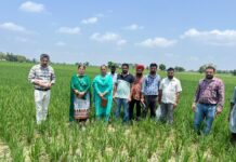ਖੇਤੀਬਾੜੀ ਵਿਭਾਗ ਅਤੇ ਕ੍ਰਿਸ਼ੀ ਵਿਗਿਆਨ ਕੇਂਦਰ ਦੀ ਟੀਮ ਵੱਲੋਂ ਝੋਨੇ ਦੇ ਖੇਤਾਂ ਦਾ ਸਰਵੇਖਣ