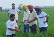 ਝੋਨੇ ਦੇ ਬੌਣੇ ਬੂਟਿਆਂ ਦੀ ਸਮੱਸਿਆ ਪ੍ਰਤੀ ਕਿਸਾਨਾਂ ਨੂੰ ਸੁਚੇਤ ਰਹਿਣ ਦੀ ਜ਼ਰੂਰਤ