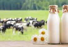 ਅਮਰੀਕਾ ਭਾਰਤ ‘ਤੇ ਮਾਸਾਹਾਰੀ ਦੁੱਧ ਵੇਚਣ ਲਈ ਦਬਾਅ ਬਣਾਉਂਦਾ, ਭਾਰਤ ਨੇ ਦਿੱਤਾ ਸਖ਼ਤ ਇਨਕਾਰ