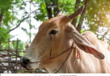 ਕੈਂਸਰ ਪੀੜਤ ਬਲਦ ਦੀ ਮਮਤਾ ਨਾਲ ਸੇਵਾ, ਕਿਸਾਨ ਨੇ ਕਿਹਾ – “ਘਰ ਦਾ ਮੈਂਬਰ ਹੈ”