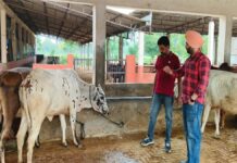 ਪਸ਼ੂ ਪਾਲਣ ਵਿਭਾਗ ਨੇ ਹੜ੍ਹ ਪ੍ਰਭਾਵਿਤ ਪਿੰਡਾਂ ਵਿਚ 446 ਜਾਨਵਰਾਂ ਦਾ ਕੀਤਾ ਇਲਾਜ