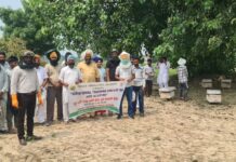 ਕੇ ਵੀ ਕੇ ਵੱਲੋਂ ਮਧੂ ਮੱਖੀ ਪਾਲਣ ਤੇ ਕਿੱਤਾ ਮੁਖੀ ਸਿਖਲਾਈ ਕੋਰਸ ਦਾ ਆਯੋਜਨ