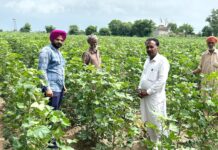 ਖੇਤੀਬਾੜੀ ਵਿਭਾਗ ਦੀਆਂ ਟੀਮਾਂ ਵੱਲੋਂ ਨਰਮੇ ਦੇ ਖੇਤਾਂ ਦਾ ਸਰਵੇਖਣ