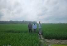 ਭਾਰੀ ਮੀਂਹਾਂ ਦੇ ਮੱਦੇਨਜ਼ਰ ਕਿਸਾਨਾਂ ਲਈ ਸਲਾਹਕਾਰੀ ਜਾਰੀ