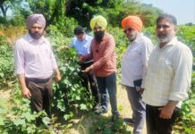 ਨਰਮੇ ਦੀ ਫ਼ਸਲ ਦੇ ਲਗਾਤਾਰ ਨਿਰੀਖ਼ਣ ਦਾ ਸਮਾਂ