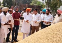 ਦਾਣਾ ਮੰਡੀ ਮਮਦੋਟ ਵਿਖੇ ਝੋਨੇ ਦੀ ਸਰਕਾਰੀ ਖ਼ਰੀਦ ਸ਼ੁਰੂ