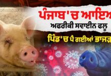 ਪੰਜਾਬ ‘ਚ ਹੜ੍ਹਾਂ ਦੇ ਵਿਚਕਾਰ ਅਫਰੀਕਨ ਸਵਾਈਨ ਫਲੂ ਦੀ ਦਸਤਕ