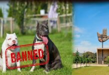 ਚੰਡੀਗੜ੍ਹ: 6 ਖਤਰਨਾਕ ਕੁੱਤਿਆਂ ਦੀ ਘਰੇਲੂ ਪਾਲਣਾ ‘ਤੇ ਪਾਬੰਦੀ