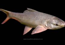 ‘ਰੋਹੁ’ ਨੂੰ ਪੰਜਾਬ ਦੀ ਰਾਜ ਮੱਛੀ ਘੋਸ਼ਿਤ ਕੀਤਾ ਗਿਆ, ਐਲਾਨ ਕੈਬਨਿਟ ਮੰਤਰੀ ਗੁਰਮੀਤ ਸਿੰਘ ਖੁੱਡੀਆਂ ਨੇ ਕੀਤਾ।