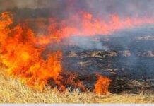 ਪਰਾਲੀ ਸਾੜਨ ਦੇ ਮਾਮਲੇ ਤੇਜ਼ੀ ਨਾਲ ਵੱਧ ਰਹੇ, ਕਈ ਸ਼ਹਿਰਾਂ ਦੀ ਹਵਾ ਖਤਰਨਾਕ ਪੱਧਰ ‘ਤੇ ਪਹੁੰਚੀ