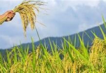 ਪੰਜਾਬ ਦੀਆਂ ਮੰਡੀਆਂ ’ਚ ਹੁਣ ਵੀਡੀਓਗ੍ਰਾਫ਼ੀ ਰਾਹੀਂ ਝੋਨੇ ਦੀ ਖਰੀਦ ਕੀਤੀ ਜਾਵੇਗੀ। ਭਾਵੇਂ ਝੋਨੇ ਦਾ ਝਾੜ ਘੱਟ ਹੋ ਗਿਆ ਹੈ, ਮੰਡੀਆਂ ’ਚ ਆਮਦਨ ਦਾ ਭਾਰਾ ਹੋਣਾ ਚਿੰਤਾਜਨਕ ਬਣ ਗਿਆ ਹੈ।