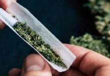 ਸਿੰਗਾਪੁਰ ਤੋਂ ਆਏ ਦੋ ਭਾਰਤੀ ਯਾਤਰੀਆਂ ਤੋਂ 47.70 ਕਿਲੋਗ੍ਰਾਮ ਗਾਂਜਾ ਬਰਾਮਦ ਹੋਇਆ ਹੈ। ਅਧਿਕਾਰੀਆਂ ਨੇ ਤਸਕਰੀ ਦੇ ਇਕ ਨਵੇਂ ਤਰੀਕੇ ਦਾ ਵੀ ਖੁਲਾਸਾ ਕੀਤਾ ਹੈ।