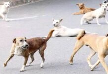 ਲੁਧਿਆਣਾ ਵਿੱਚ ਅਵਾਰਾ ਕੁੱਤਿਆਂ ਦਾ ਦਹਿਸ਼ਤ ਫੈਲੀ ਹੋਈ ਹੈ। ਖੇਤ ਵਿੱਚ ਖੇਡ ਰਹੇ 12 ਸਾਲਾ ਬੱਚੇ ਨੂੰ ਕੁੱਤਿਆਂ ਨੇ ਬੁਰੇ ਤਰੀਕੇ ਨਾਲ ਕੱਟਿਆ। ਚਾਚੇ ਨੇ ਫੌਰੀ ਦੌੜ ਕੇ ਬੱਚੇ ਨੂੰ ਬਚਾਇਆ ਅਤੇ ਉਸਦੀ ਜਾਨ ਬਚ ਗਈ।