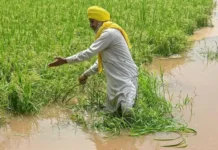 ਫਸਲ ਬੀਮਾ ਯੋਜਨਾ ‘ਚ ਧੱਕਾ: ਕਿਸਾਨਾਂ ਨੂੰ ਸਿਰਫ਼ 1 ਰੁਪਏ ਦਾ ਮੁਆਵਜ਼ਾ