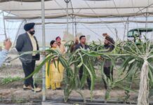 ਡਿਪਟੀ ਕਮਿਸ਼ਨਰ ਬਰਨਾਲਾ ਵੱਲੋਂ ਪਿੰਡ ਠੁੱਲੇਵਾਲ ਵਿੱਚ ਡਰੈਗਨ ਫ਼ਰੂਟ ਫ਼ਾਰਮ ਦਾ ਦੌਰਾ