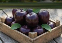 ਸੇਬ ਨਹੀਂ, ਕਾਲਾ ਸੋਨਾ! 700 ਰੁਪਏ ਤੱਕ ਵਿਕਣ ਵਾਲਾ ਬਲੈਕ ਡਾਇਮੰਡ ਸੇਬ, ਦਿਲ ਤੇ ਇਮਿਊਨਿਟੀ ਲਈ ਬੇਹੱਦ ਫਾਇਦੇਮੰਦ ਸੇਬ ਨਹੀਂ, ਕਾਲਾ ਸੋਨਾ! 700 ਰੁਪਏ ਤੱਕ ਵਿਕਣ ਵਾਲਾ ਬਲੈਕ ਡਾਇਮੰਡ ਸੇਬ, ਦਿਲ ਤੇ ਇਮਿਊਨਿਟੀ ਲਈ ਬੇਹੱਦ ਫਾਇਦੇਮੰਦ