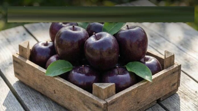 ਸੇਬ ਨਹੀਂ, ਕਾਲਾ ਸੋਨਾ! 700 ਰੁਪਏ ਤੱਕ ਵਿਕਣ ਵਾਲਾ ਬਲੈਕ ਡਾਇਮੰਡ ਸੇਬ, ਦਿਲ ਤੇ ਇਮਿਊਨਿਟੀ ਲਈ ਬੇਹੱਦ ਫਾਇਦੇਮੰਦ