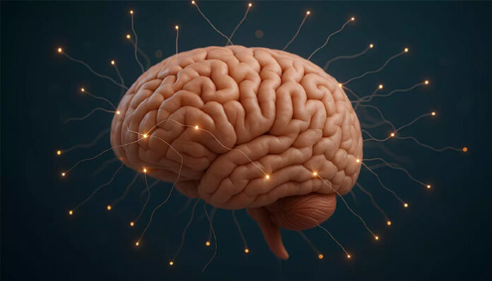 ਦਿਮਾਗ ਨੂੰ ਨੁਕਸਾਨ ਪਹੁੰਚਾ ਰਹੀਆਂ ਤੁਹਾਡੀਆਂ ਇਹ 5 ਆਦਤਾਂ, ਯਾਦਦਾਸ਼ਤ ਅਤੇ ਫੋਕਸ ‘ਤੇ ਪੈ ਰਿਹਾ ਗੰਭੀਰ ਅਸਰ