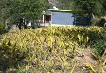 ਕੁਦਰਤੀ ਖੇਤੀ ਨਾਲ ਵਧੀ ਕਿਸਾਨਾਂ ਦੀ ਆਮਦਨ, ਹਲਦੀ ਦੀ ਫਸਲ ਤੋਂ ਮਿਲ ਰਿਹਾ ਆਰਥਿਕ ਸਮਰਥਨ