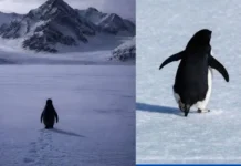 ਦੁਨੀਆ ਦਾ ਸਭ ਤੋਂ ਇਕੱਲਾ ਪੈਂਗੁਇਨ: ਕਲੋਨੀ ਛੱਡ ਕੇ ਮੌਤ ਵੱਲ ਕਦਮ, ਸੋਸ਼ਲ ਮੀਡੀਆ ‘ਤੇ ਬਣਿਆ ਬਗਾਵਤ ਤੇ ਵਿਰੋਧ ਦਾ ਪ੍ਰਤੀਕ