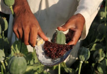 ਛੱਤੀਸਗੜ੍ਹ ਵਿੱਚ ਗੈਰ-ਕਾਨੂੰਨੀ ਅਫੀਮ ਦੀ ਖੇਤੀ ’ਤੇ ਸਖ਼ਤੀ