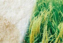 ਮੱਧ ਪੂਰਬ ਸੰਕਟ ਨਾਲ ਬਾਸਮਤੀ ਚੌਲਾਂ ਦੀਆਂ ਕੀਮਤਾਂ ਡਿੱਗੀਆਂ