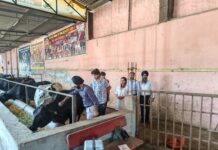 ਜ਼ਿਲ੍ਹਾ ਫਿਰੋਜ਼ਪੁਰ ਵਿੱਚ ਮੂੰਹ ਖੁਰ ਵੈਕਸੀਨੇਸ਼ਨ ਦਾ 8ਵਾਂ ਫੇਜ਼ ਸ਼ੁਰੂ