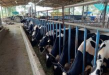 ਡੇਅਰੀ ਉਦਮ ਸਿਖਲਾਈ ਕੋਰਸ ਮਿਤੀ 4 ਮਈ ਤੋਂ